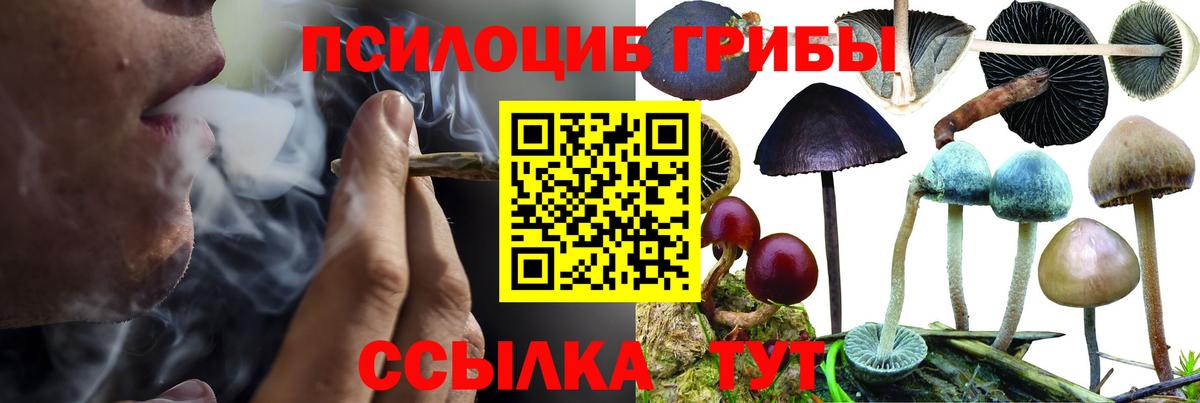 где купить наркотик  Галлюциногенные грибы Psilocybe  Вход с VPN  Изобильный 